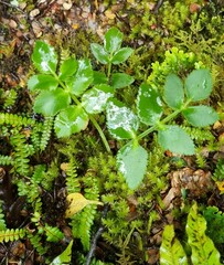 Gingidia montana
