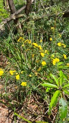 Gompholobium grandiflorum