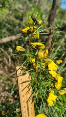 Gompholobium grandiflorum