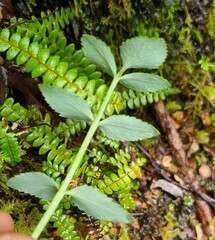 Gingidia montana