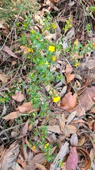 Hibbertia bracteata