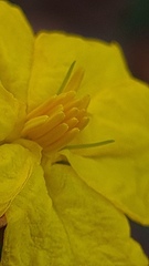 Hibbertia bracteata