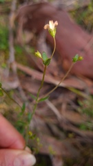 Hypericum gramineum
