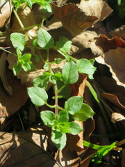 Stellaria media