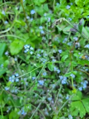 Myosotis arvensis