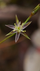 Juncus bufonius