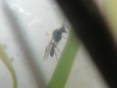 Lysiphlebus testaceipes