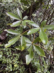 Pseudopanax colensoi