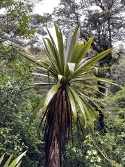 Cordyline indivisa