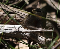 Heteronympha
