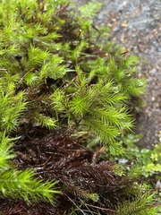 Dendroligotrichum tongariroense