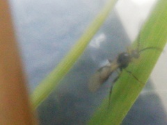 Lysiphlebus testaceipes