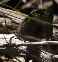 Heteronympha