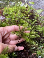 Dendroligotrichum tongariroense