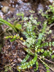 Anisotome aromatica