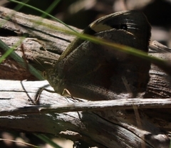 Heteronympha