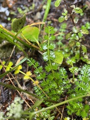 Anisotome aromatica