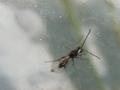 Lysiphlebus testaceipes