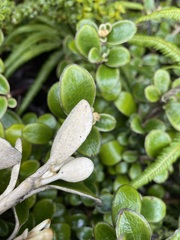 Brachyglottis bidwillii