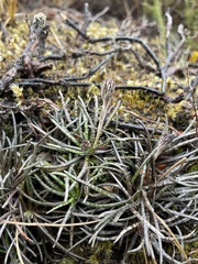 Celmisia gracilenta