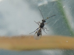 Lysiphlebus testaceipes