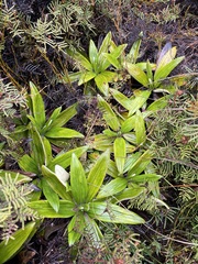 Celmisia spectabilis spectabilis