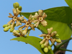 Schrebera swietenioides