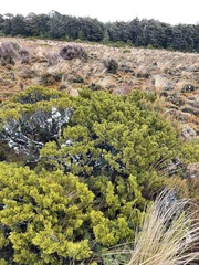 Halocarpus
