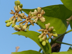 Schrebera swietenioides