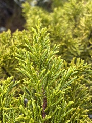 Halocarpus