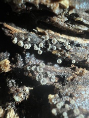 Resupinatus striatulus