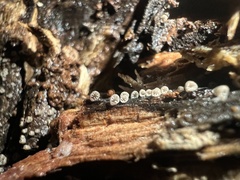 Resupinatus striatulus