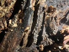 Resupinatus striatulus