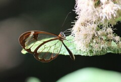 Greta morgane morgane