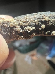 Resupinatus striatulus