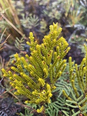 Veronica tetragona