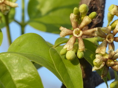 Schrebera swietenioides