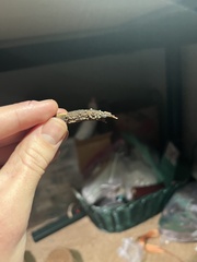 Resupinatus striatulus