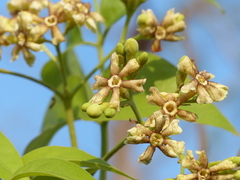 Schrebera swietenioides