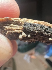 Resupinatus striatulus