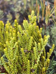 Veronica tetragona