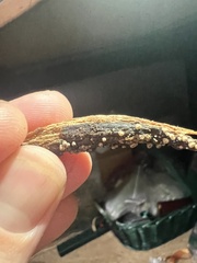 Resupinatus striatulus