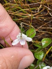 Viola cunninghamii