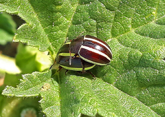 Desmogramma
