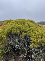 Halocarpus