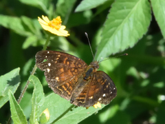Anthanassa atronia