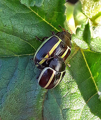 Desmogramma