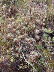 Dracophyllum recurvum