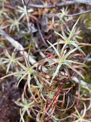 Dracophyllum recurvum