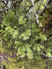 Halocarpus